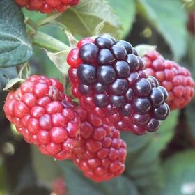 Tüplü Aromalı Bol Verimli Arapaho Böğürtlen Fidanı