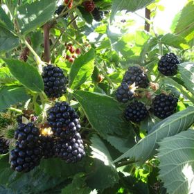 Tüplü Aromalı Bol Verimli Arapaho Böğürtlen Fidanı