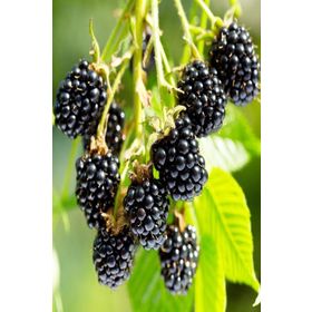 Tüplü Aromalı Bol Verimli Arapaho Böğürtlen Fidanı