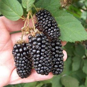 Tüplü Aromalı Bol Verimli Arapaho Böğürtlen Fidanı