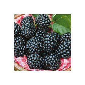 Tüplü Aromalı Bol Verimli Arapaho Böğürtlen Fidanı