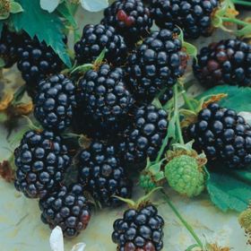 Tüplü Aromalı Dikensiz Jumbo Böğürtlen Fidanı
