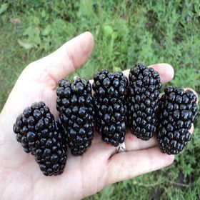Tüplü Aromalı Dikensiz Jumbo Böğürtlen Fidanı