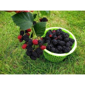Tüplü Aromalı Dikensiz Jumbo Böğürtlen Fidanı