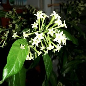 Tüplü Aromatik 5 Adet Melissa Parfüm Çiçeği Fidanı