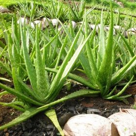 Tüplü Aromatik Aloe Vera Sarı Sabır Fidanı