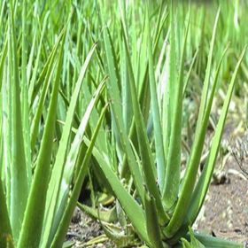 Tüplü Aromatik Aloe Vera Sarı Sabır Fidanı