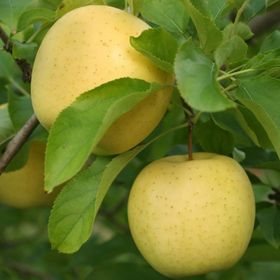 Tüplü Aşılı Aromalı Leziz Bol Sulu Tam Bodur Golden Elma Fidanı