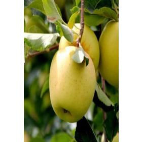 Tüplü Aşılı Aromalı Leziz Bol Sulu Tam Bodur Golden Elma Fidanı