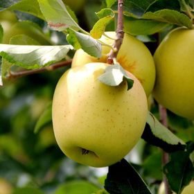 Tüplü Aşılı Aromalı Leziz Bol Sulu Tam Bodur Golden Elma Fidanı
