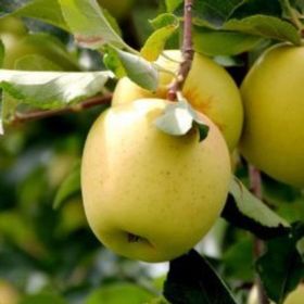 Tüplü Aşılı Aromalı Leziz Bol Sulu Tam Bodur Golden Elma Fidanı