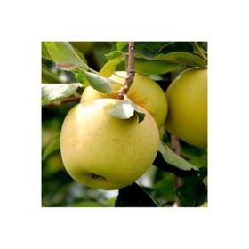 Tüplü Aşılı Aromalı Leziz Bol Sulu Tam Bodur Golden Elma Fidanı