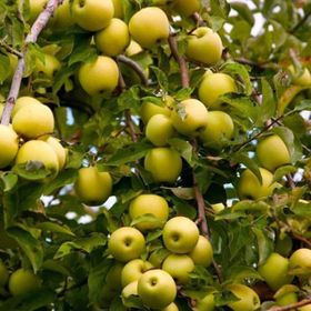 Tüplü Aşılı Aromalı Leziz Bol Sulu Tam Bodur Golden Elma Fidanı