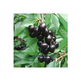 Tüplü Aşılı Aromalı Verimli Leziz Tam Bodur Kordia Kiraz Fidanı