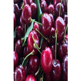 Tüplü Aşılı Aromalı Verimli Leziz Tam Bodur Kordia Kiraz Fidanı