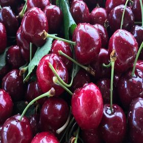 Tüplü Aşılı Aromalı Verimli Leziz Tam Bodur Kordia Kiraz Fidanı