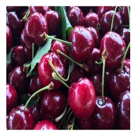 Tüplü Aşılı Aromalı Verimli Leziz Tam Bodur Kordia Kiraz Fidanı