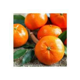 Tüplü Aşılı Aromatik Kokulu Verimli W.Murcot Mandalina Fidanı