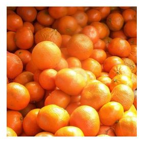 Tüplü Aşılı Aromatik Kokulu Verimli W.Murcot Mandalina Fidanı