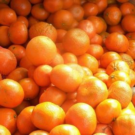 Tüplü Aşılı Aromatik Kokulu Verimli W.Murcot Mandalina Fidanı