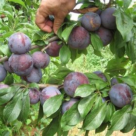 Tüplü Aşılı Bol Sulu Verimli Yarıbodur Black Amber Japon Erik Fidanı