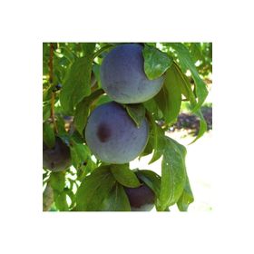 Tüplü Aşılı Bol Sulu Verimli Yarıbodur Black Amber Japon Erik Fidanı
