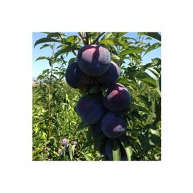 Tüplü Aşılı Bol Sulu Verimli Yarıbodur Black Amber Japon Erik Fidanı