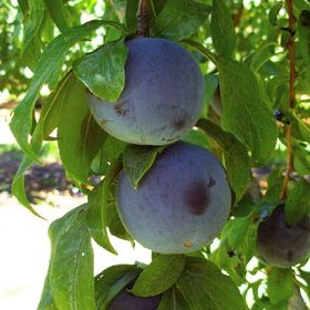Tüplü Aşılı Bol Sulu Verimli Yarıbodur Black Amber Japon Erik Fidanı