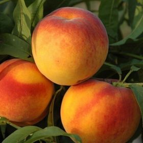 Tüplü Aşılı Bol Verimli Geleneksel Tam Bodur Bursa Yarma Şeftali Fidanı