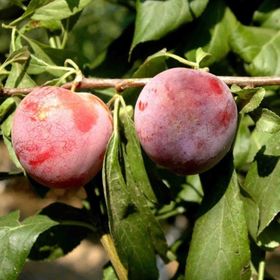 Tüplü Aşılı Bol Verimli Yarıbodur Santa Rosa Japon Erik Fidanı