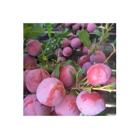 Tüplü Aşılı Çok Erkenci Verimli Yarıbodur Red Beauty Japon Erik Fidanı