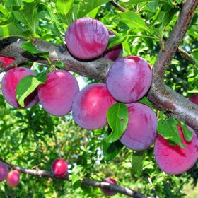 Tüplü Aşılı Çok Erkenci Verimli Yarıbodur Red Beauty Japon Erik Fidanı