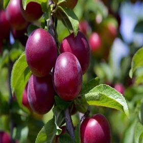Tüplü Aşılı Çok Erkenci Verimli Yarıbodur Red Beauty Japon Erik Fidanı