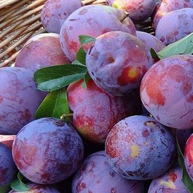 Tüplü Aşılı Çok Geçci Yüksek Verimli Tam Bodur Angeleno Anjelika Erik Fidanı