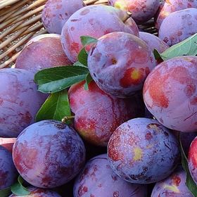 Tüplü Aşılı Çok Geçci Yüksek Verimli Tam Bodur Angeleno Anjelika Erik Fidanı