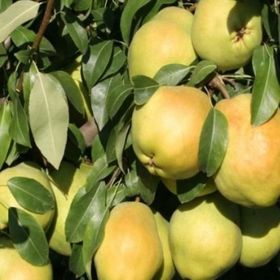 Tüplü Aşılı Çok İri Meyveli Deveci Armut Fidanı