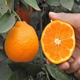Tüplü Aşılı Çok Verimli Çekirdeksiz Okitsu Mandalina Fidanı