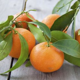 Tüplü Aşılı Çok Verimli Çekirdeksiz Okitsu Mandalina Fidanı