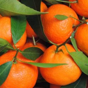 Tüplü Aşılı Çok Verimli Çekirdeksiz Okitsu Mandalina Fidanı