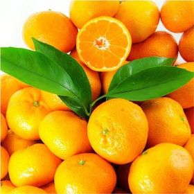 Tüplü Aşılı Çok Verimli Çekirdeksiz Okitsu Mandalina Fidanı