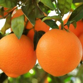 Tüplü Aşılı Çok Verimli Pürüzsüz Navel Portakal Fidanı