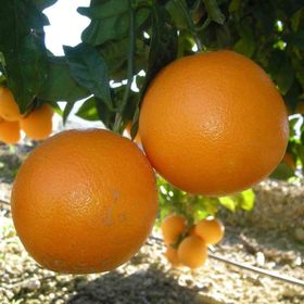 Tüplü Aşılı Çok Verimli Pürüzsüz Navel Portakal Fidanı