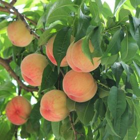 Tüplü Aşılı En Erkenci Francoise Şeftali Fidanı