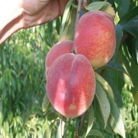Tüplü Aşılı En Erkenci Francoise Şeftali Fidanı