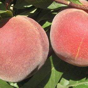 Tüplü Aşılı En Erkenci Francoise Şeftali Fidanı
