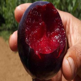 Tüplü Aşılı Erkenci Bol Verimli İçi Kırmızı Tam Bodur Black Splendor Erik Fidanı