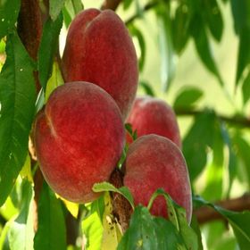 Tüplü Aşılı Erkenci Bol Verimli Spring Crest Şeftali Fidanı