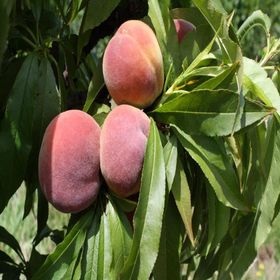 Tüplü Aşılı Erkenci Bol Verimli Spring Crest Şeftali Fidanı