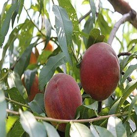 Tüplü Aşılı Erkenci Bol Verimli Spring Crest Şeftali Fidanı