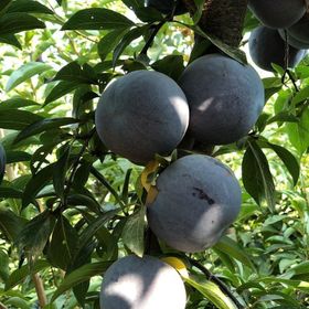 Tüplü Aşılı Erkenci Bol Verimli Yarıbodur Black Beauty Japon Erik Fidanı